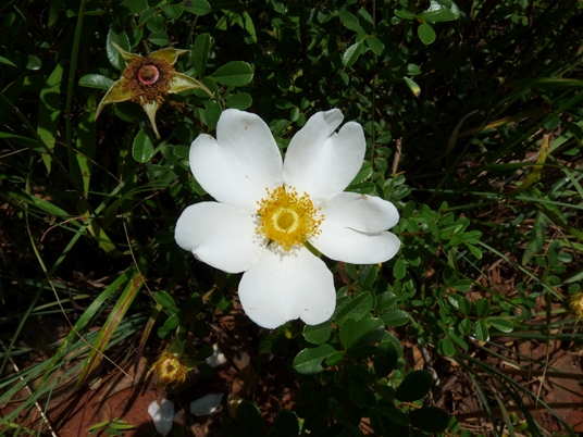 {Rosa luciae}